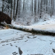 Baum umgestürzt Schwaitl-Landesstraße