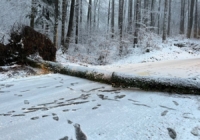 Baum umgestürzt Schwaitl-Landesstraße