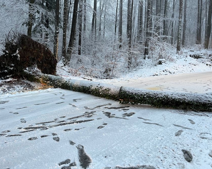 Baum umgestürzt Schwaitl-Landesstraße